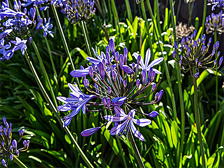 星空体育登录种植基地一
